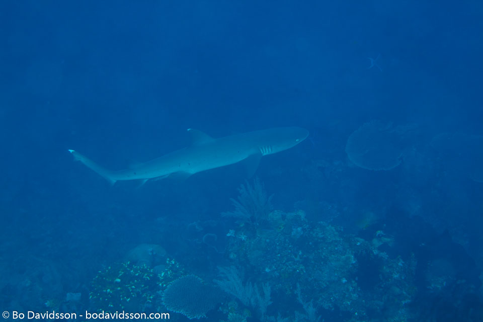 BD-111123-Raja-Ampat-5095-Triaenodon-obesus-(Rüppel.-1837)-[Whitetip-reef-shark.-Vitspetsig-revhaj].jpg